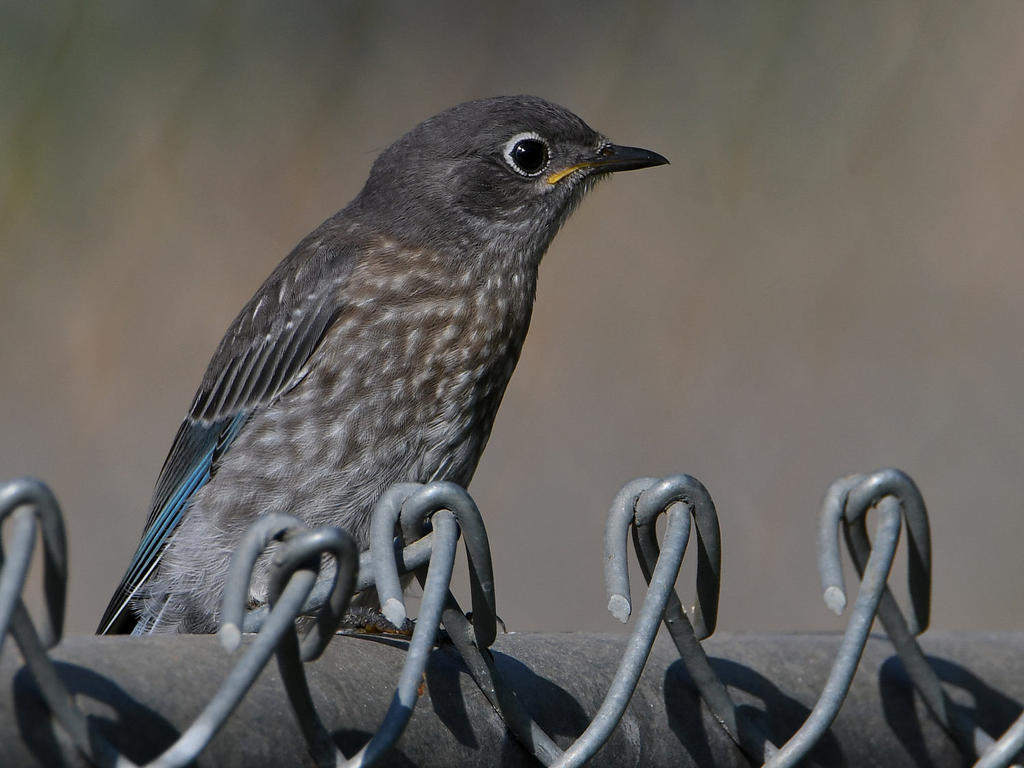 Blurbird12.jpg