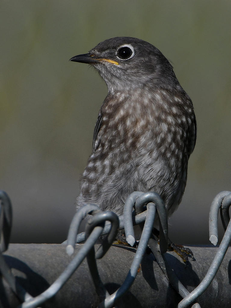 Blurbird13.jpg