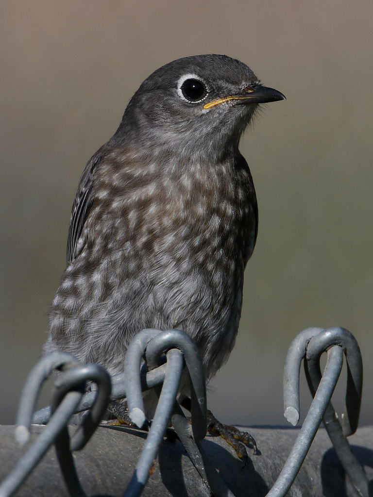 Blurbird14.jpg