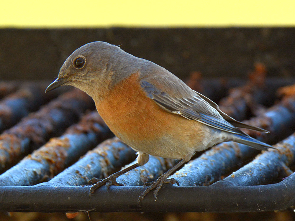 Blurbird2.jpg