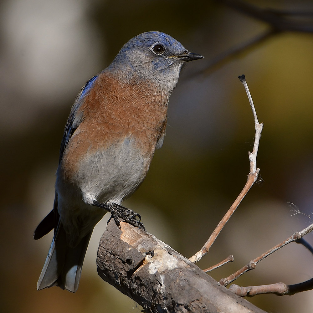 Blurbird2.jpg