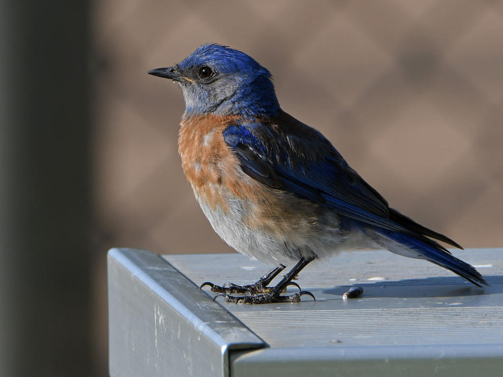 Blurbird2.jpg