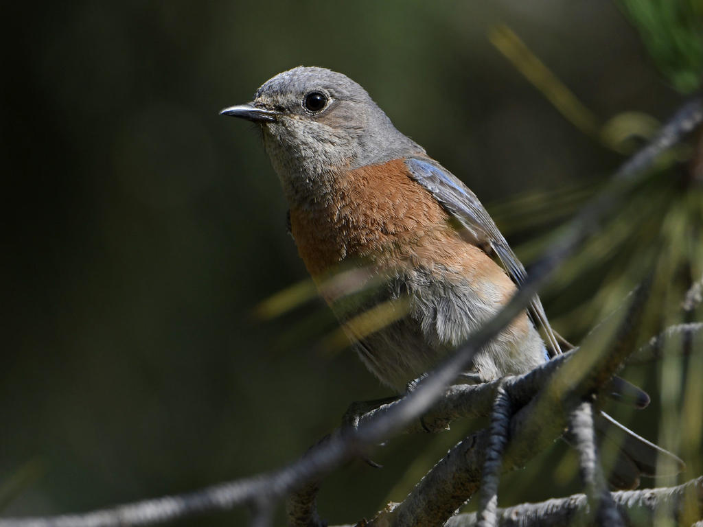 Blurbird2.jpg