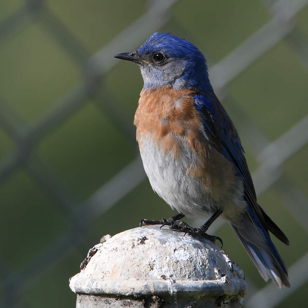 Blurbird4.jpg