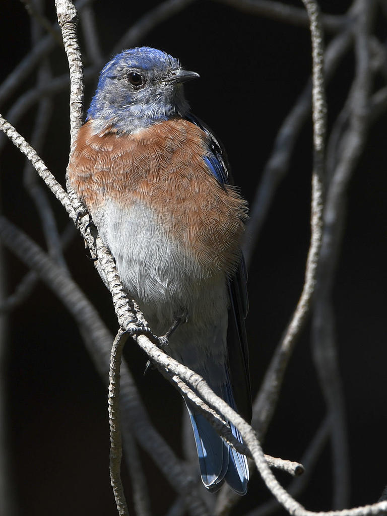 Blurbird4.jpg