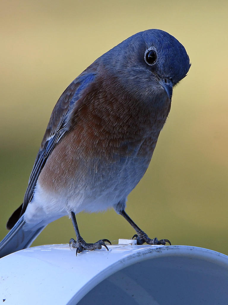 Blurbird5.jpg