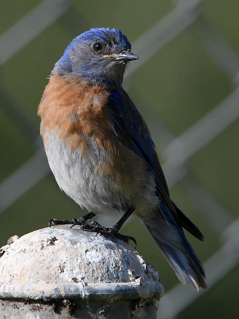 Blurbird6.jpg