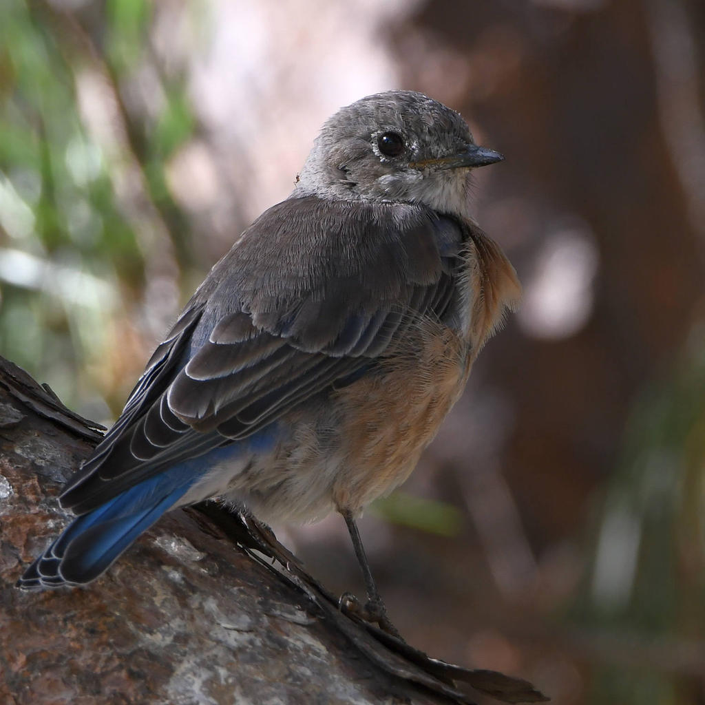 Blurbird7.jpg