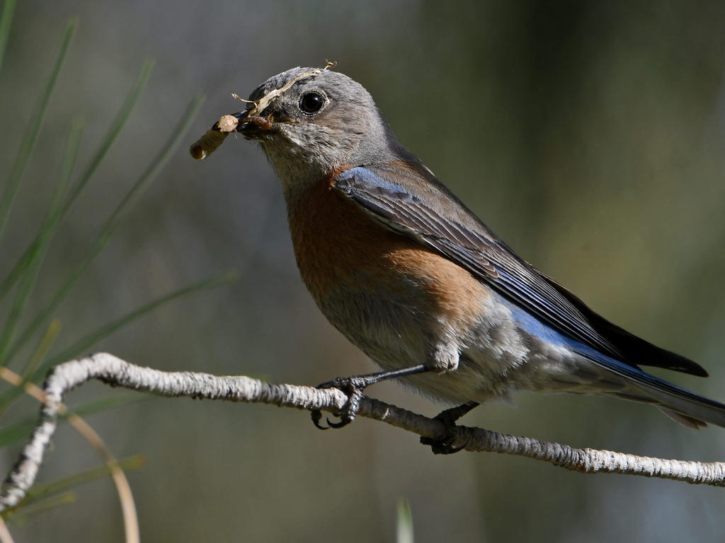 Blurbird7.jpg