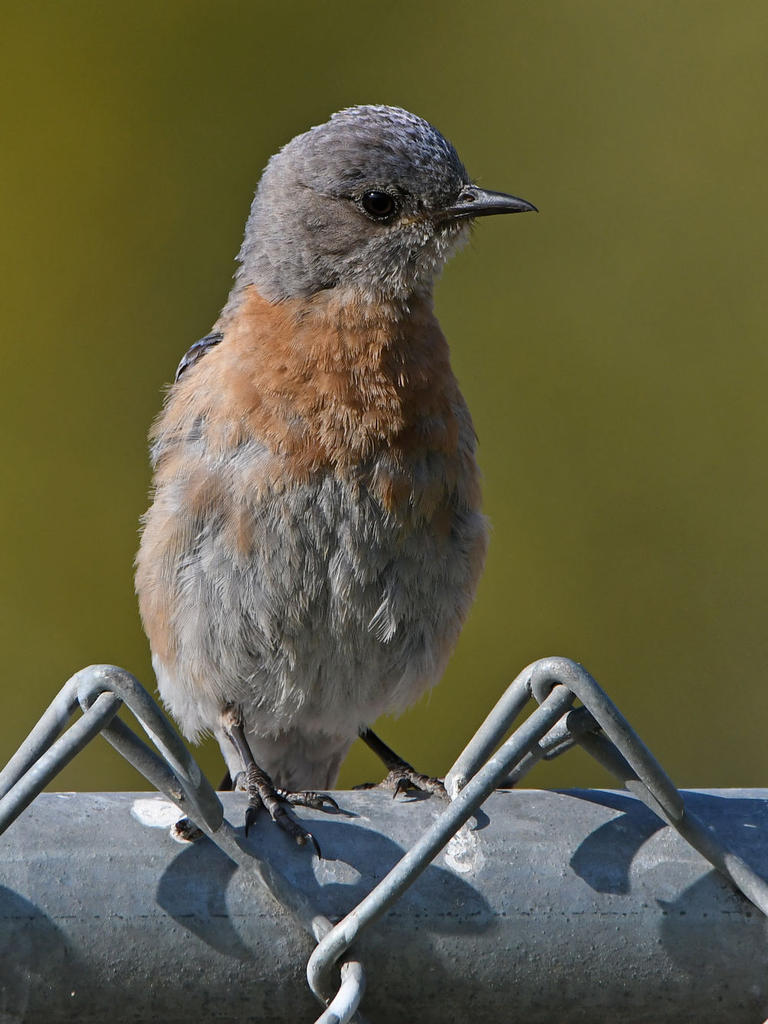 Blurbird8.jpg