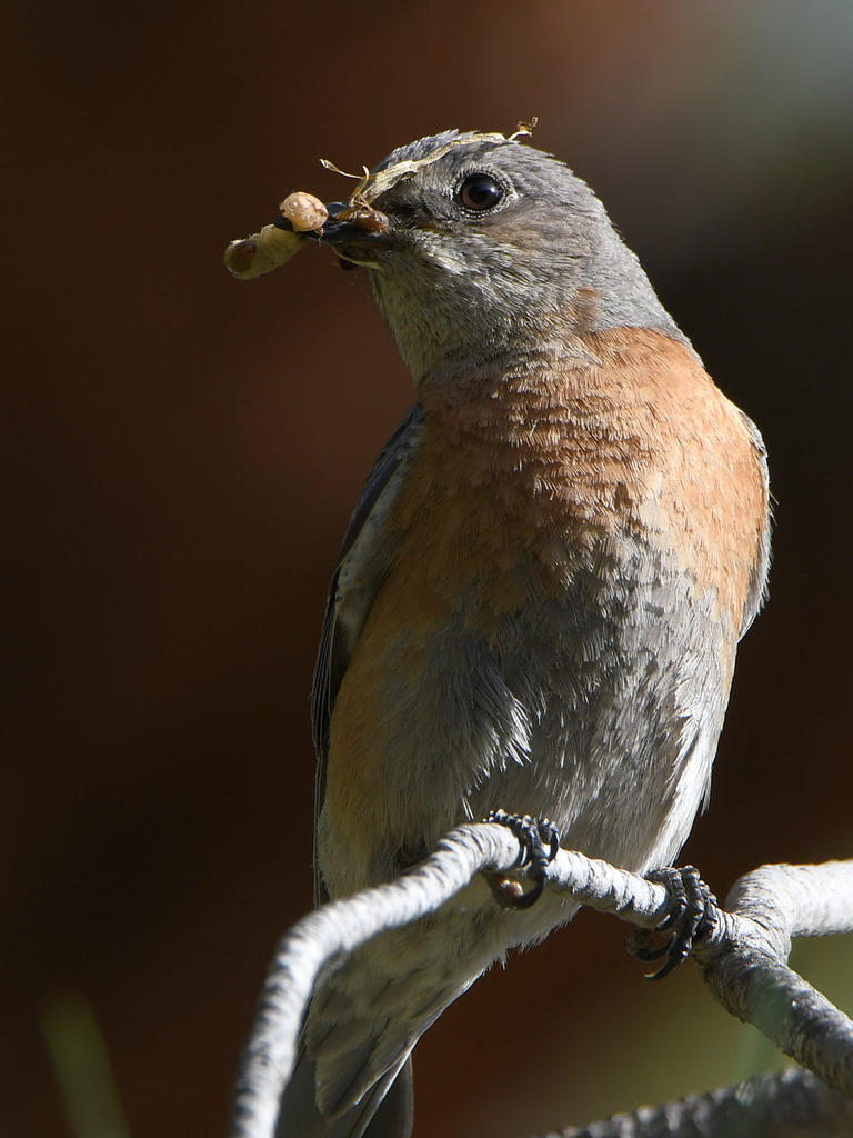 Blurbird8.jpg