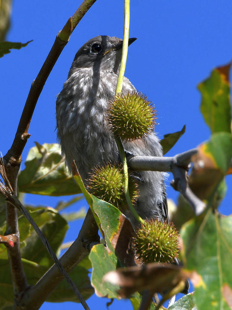 Blurbird9.jpg