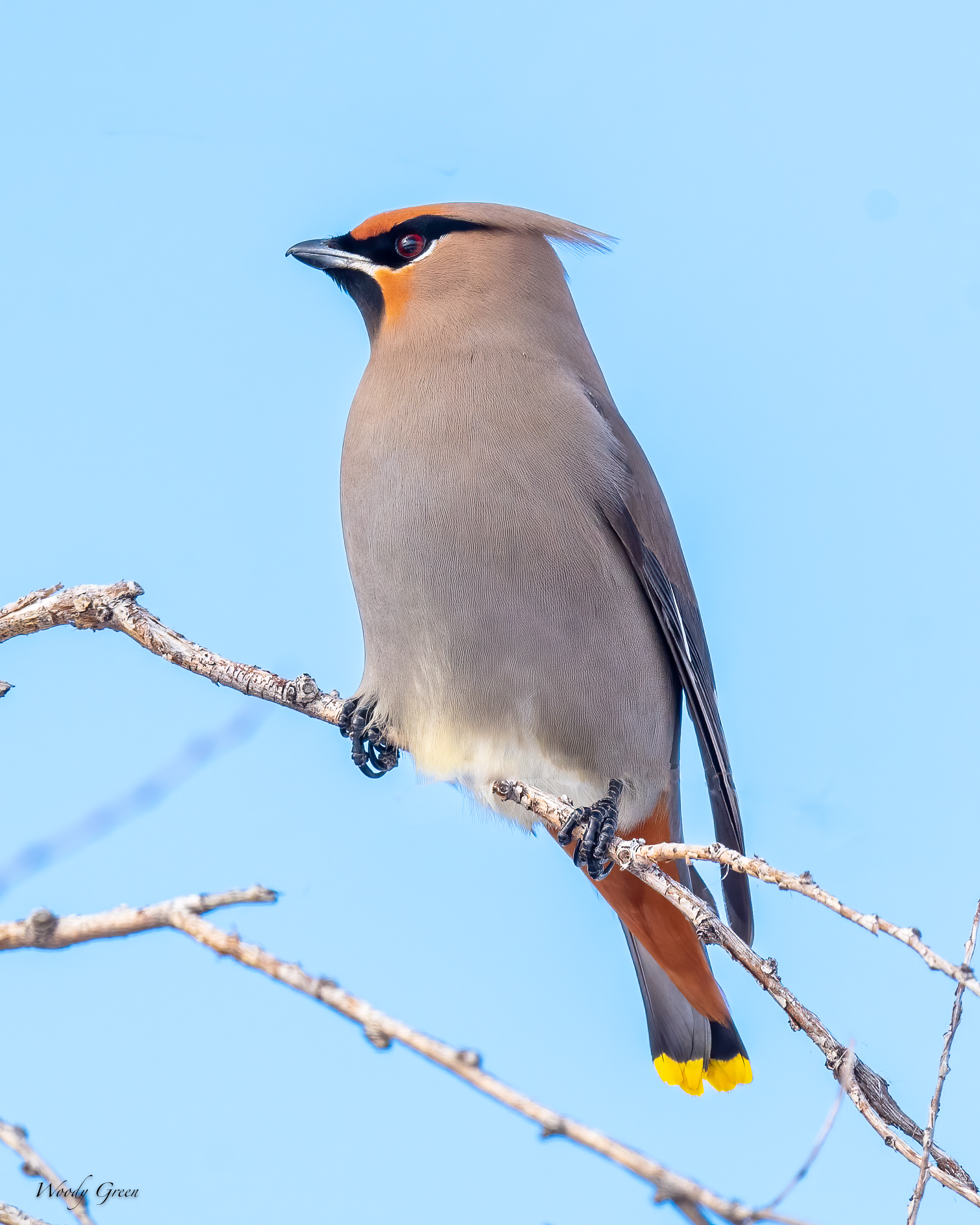 BohemianWaxwing-556.jpg