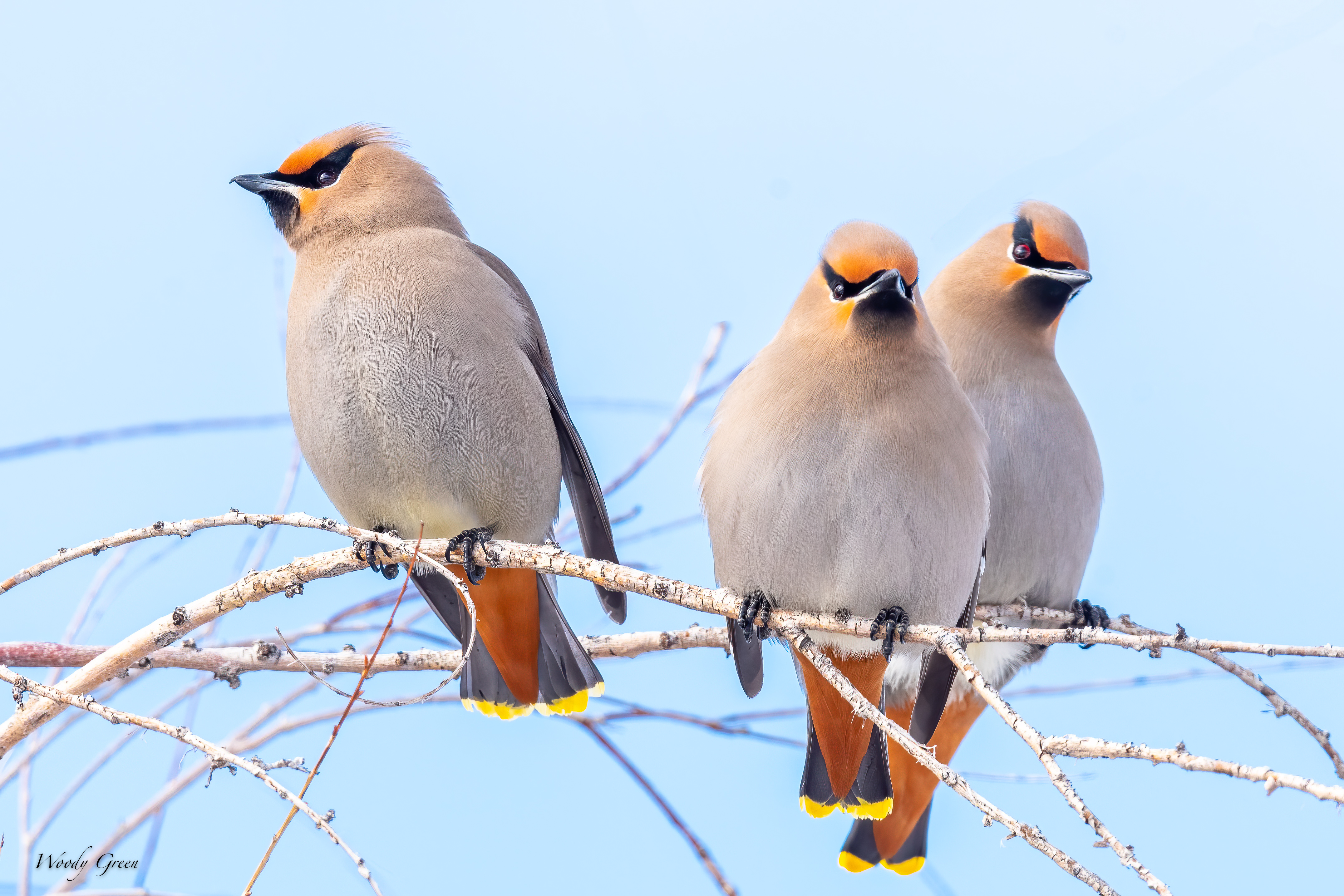 BohemianWaxwing-558.jpg