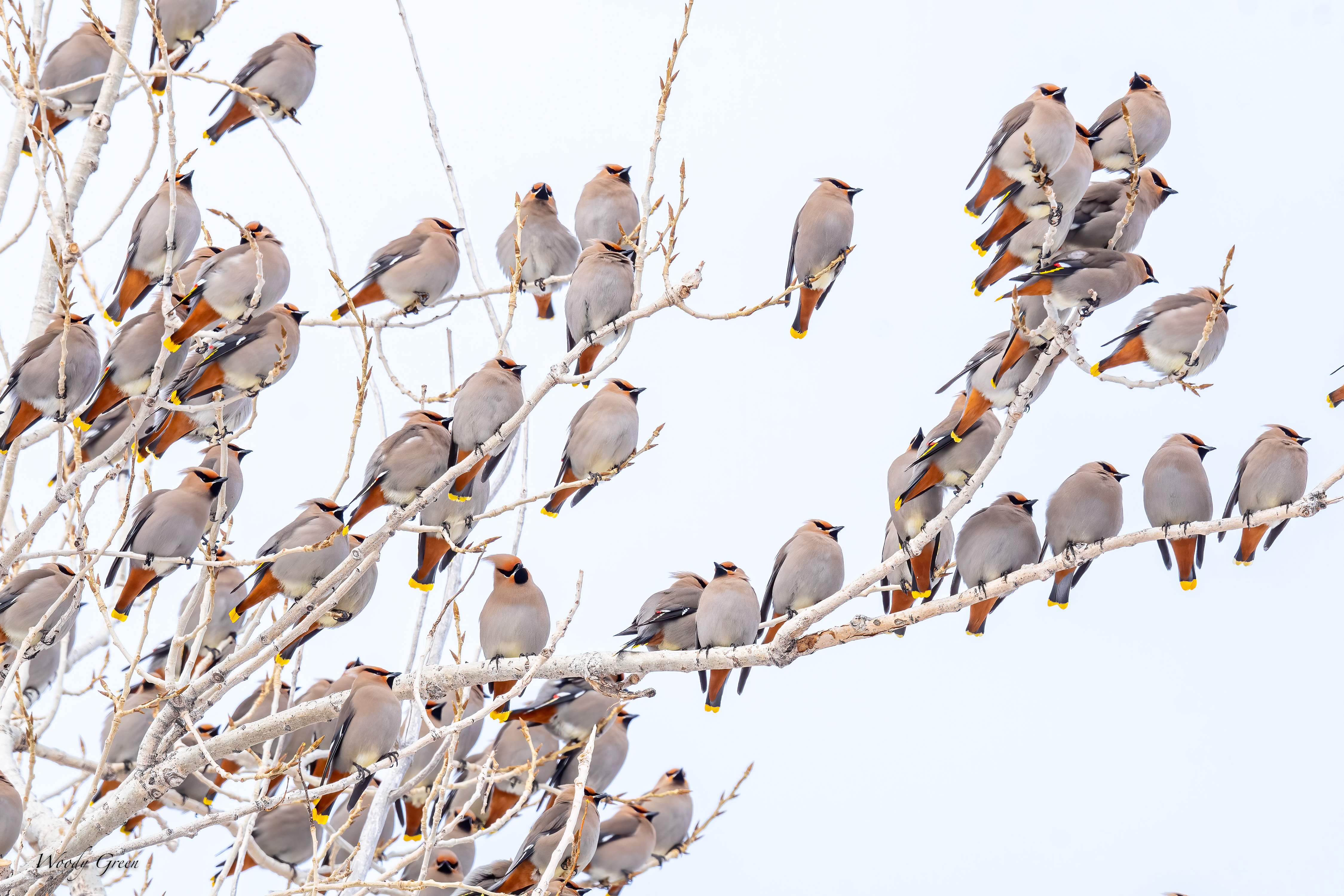 BohemianWaxwing-566.jpg