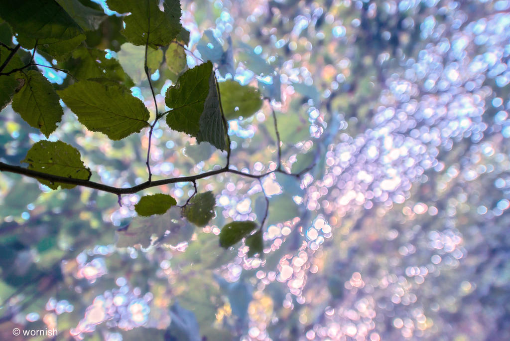 Bokeh.jpg