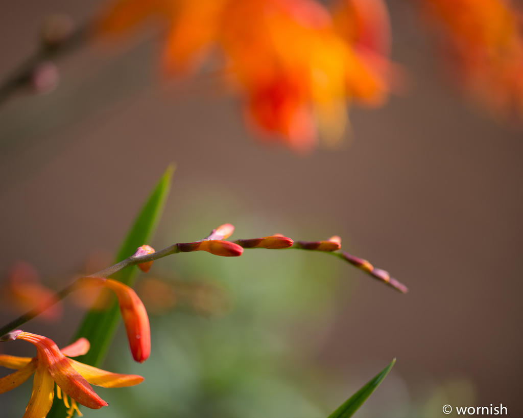 bokeh3.jpg