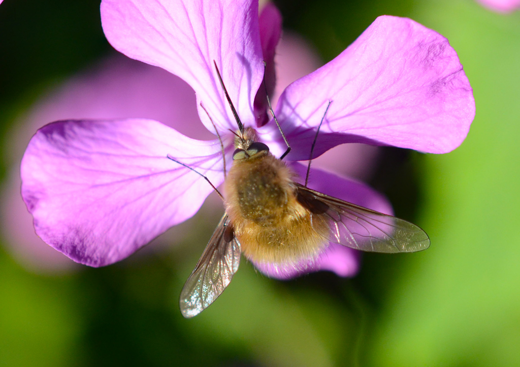 Bombylius major - Large Bee-Fly 2.jpg