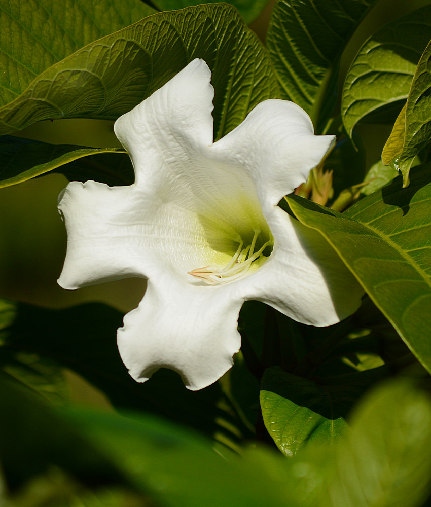 Bomontia.jpg