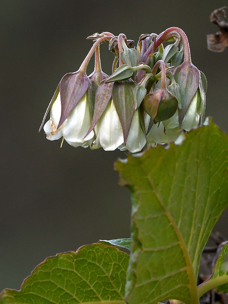 Borage.jpg