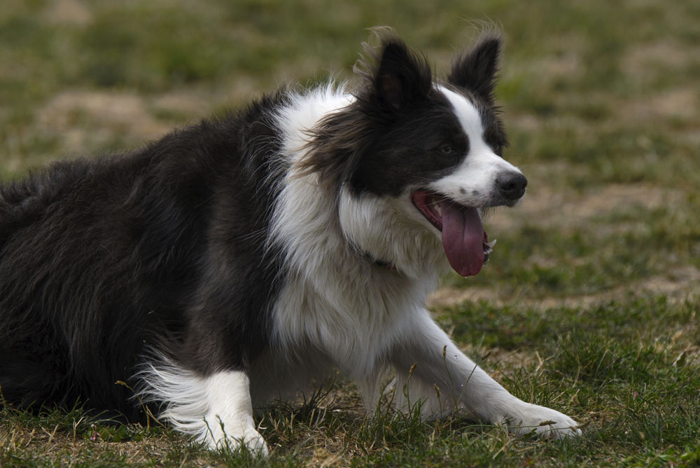 Border collie.jpg
