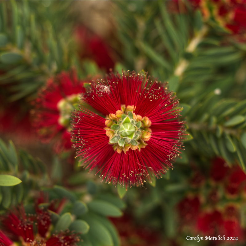 Bottle Brush 051624_5009980.jpg