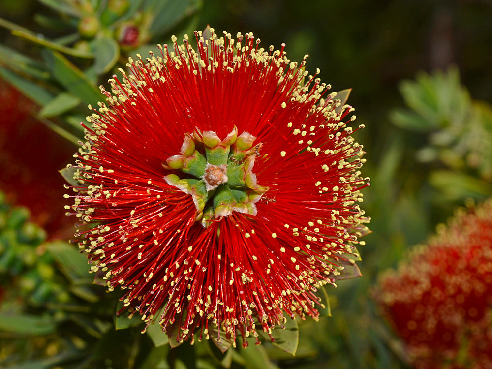 Bottlebrush.jpg