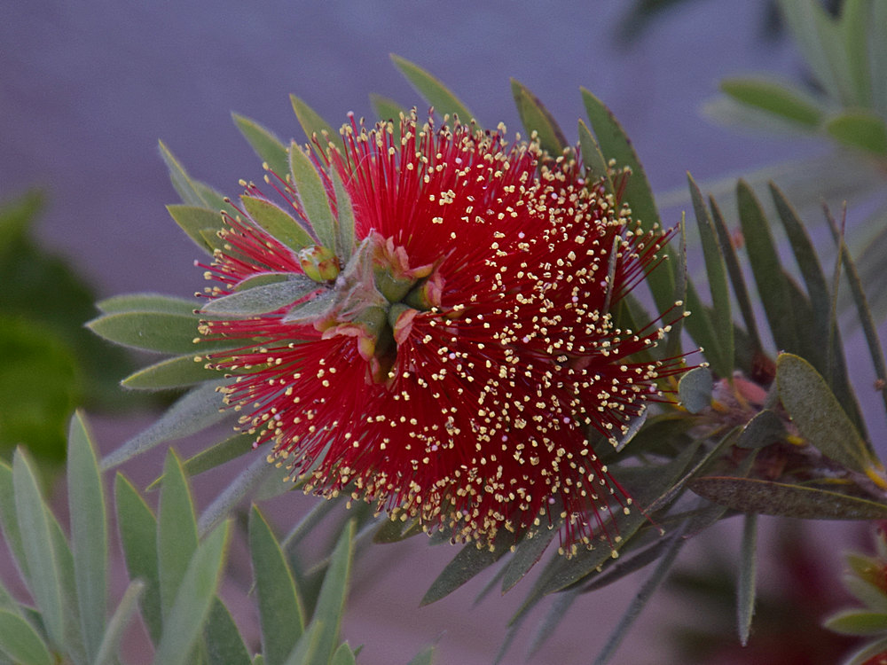 Bottlebrush.jpg