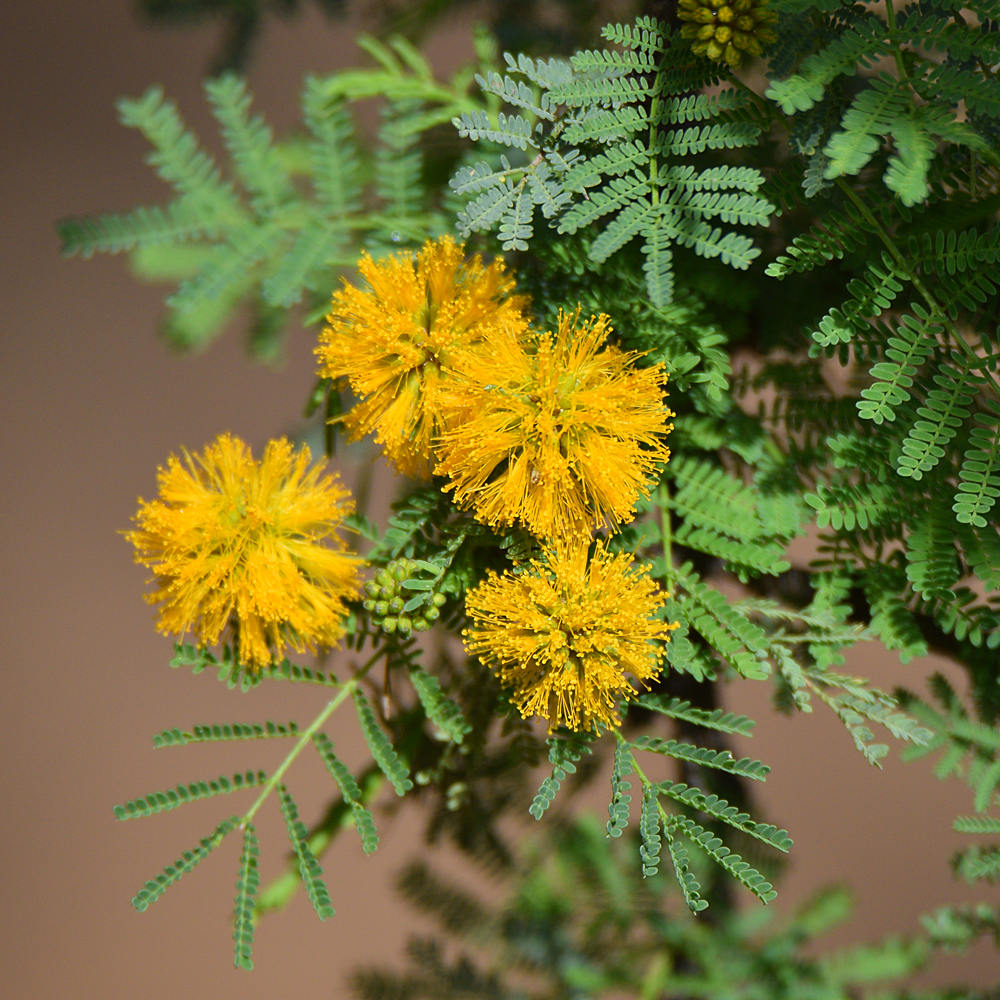 BottleBrush.jpg