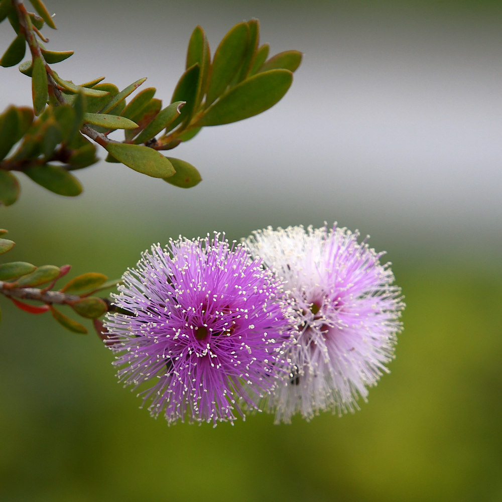 Bottlebrush.jpg