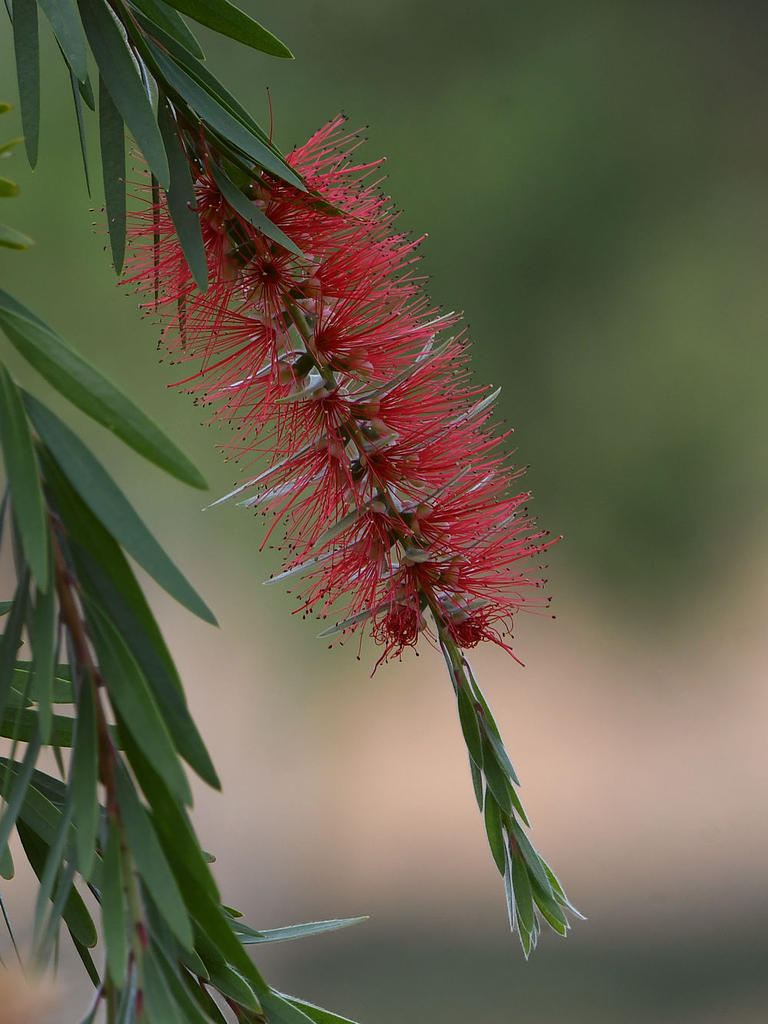BottleBrush.jpg