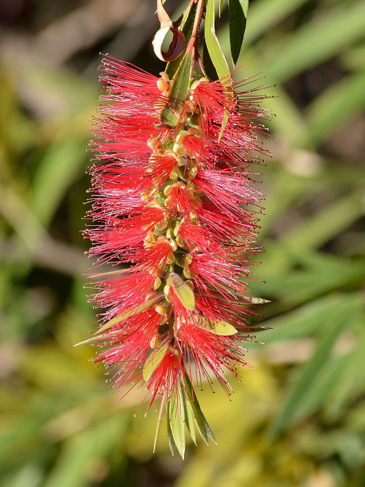 Bottlebrush.jpg