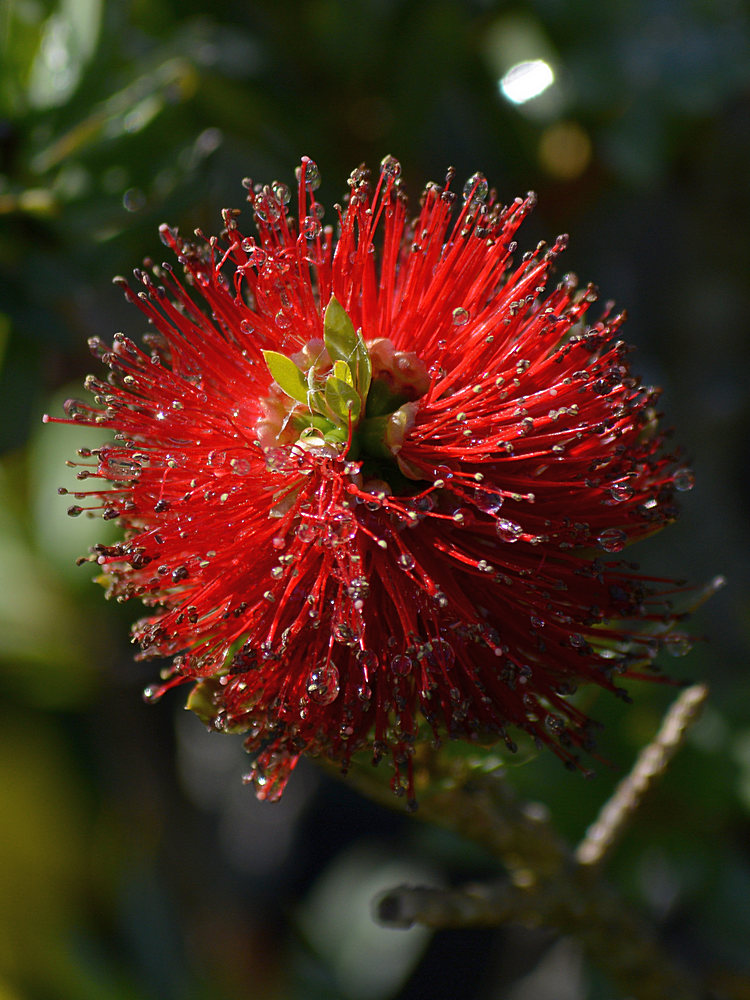 Bottlebrush.jpg