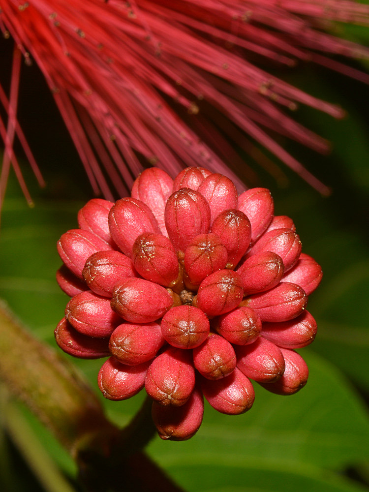 Bottlebrush2.jpg