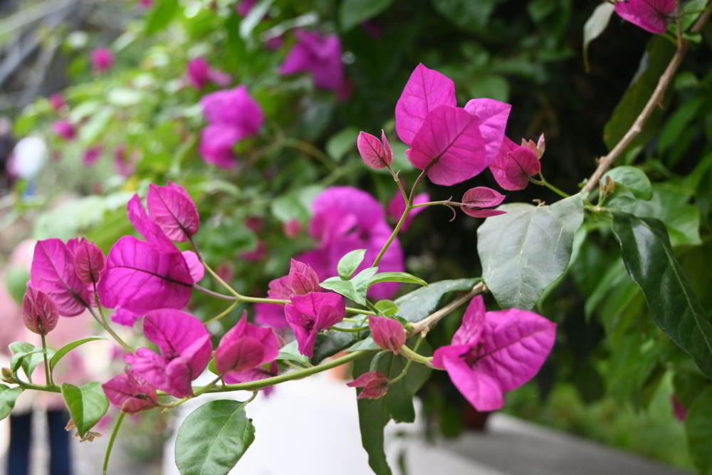 Bougainvillea.JPG