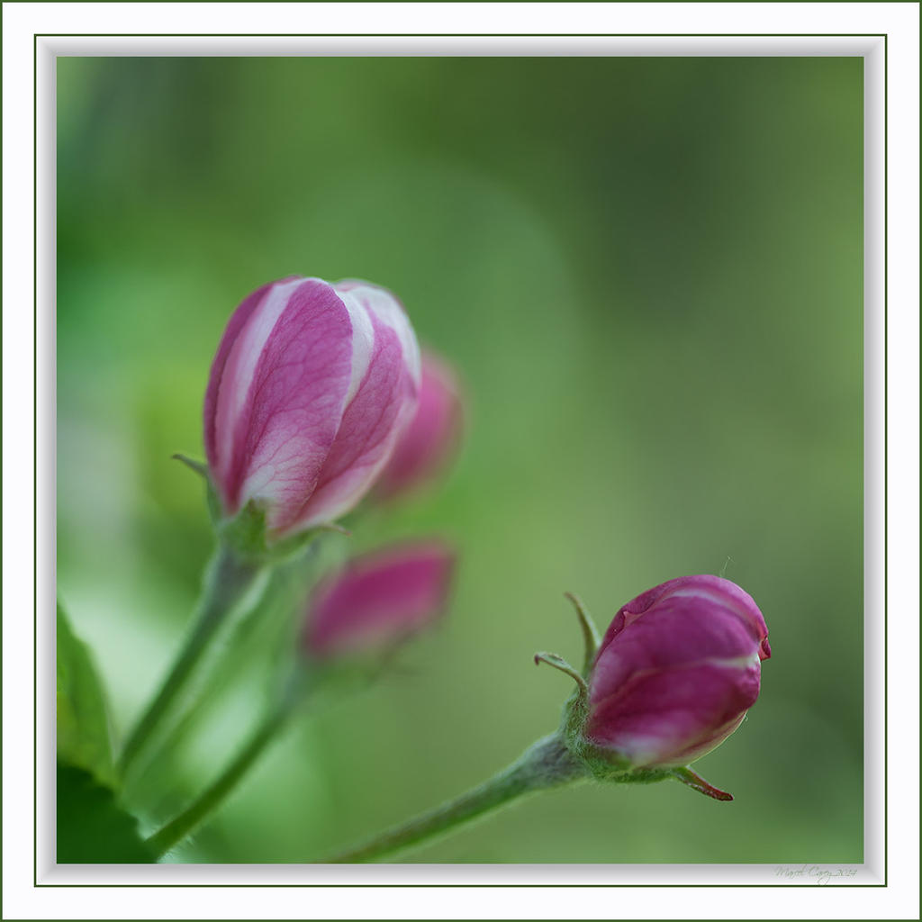 Boutons de pommier sauvage.jpg