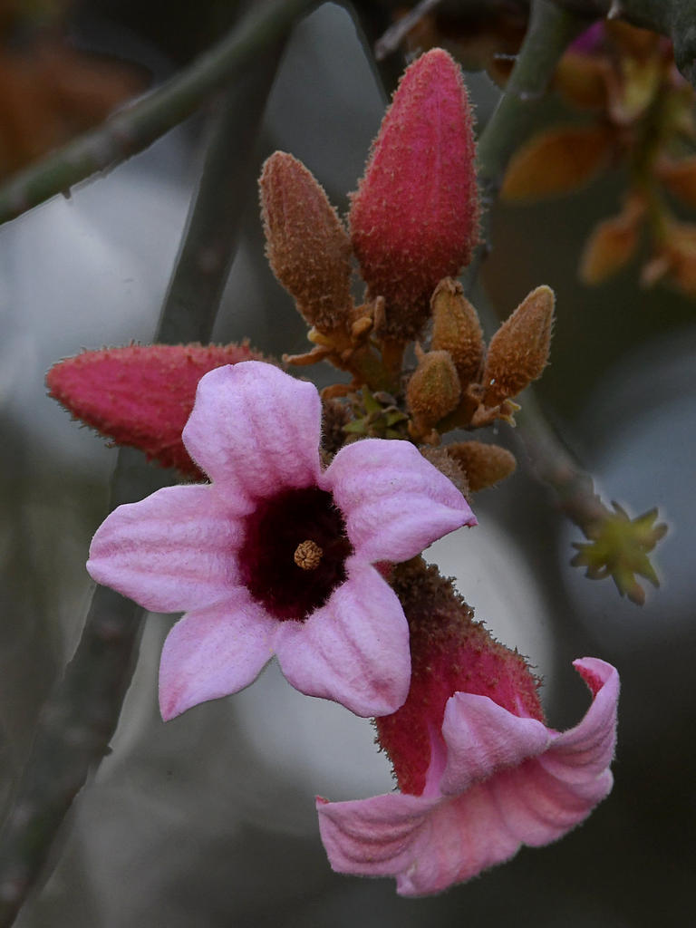BrachychitonDiscolor3.jpg