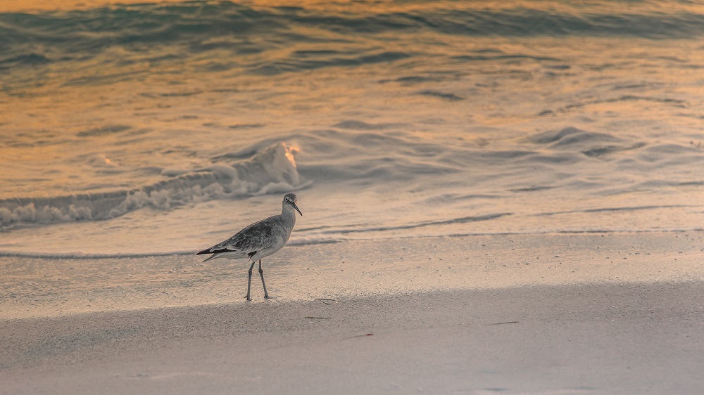 Bradenton Beach--4.jpg