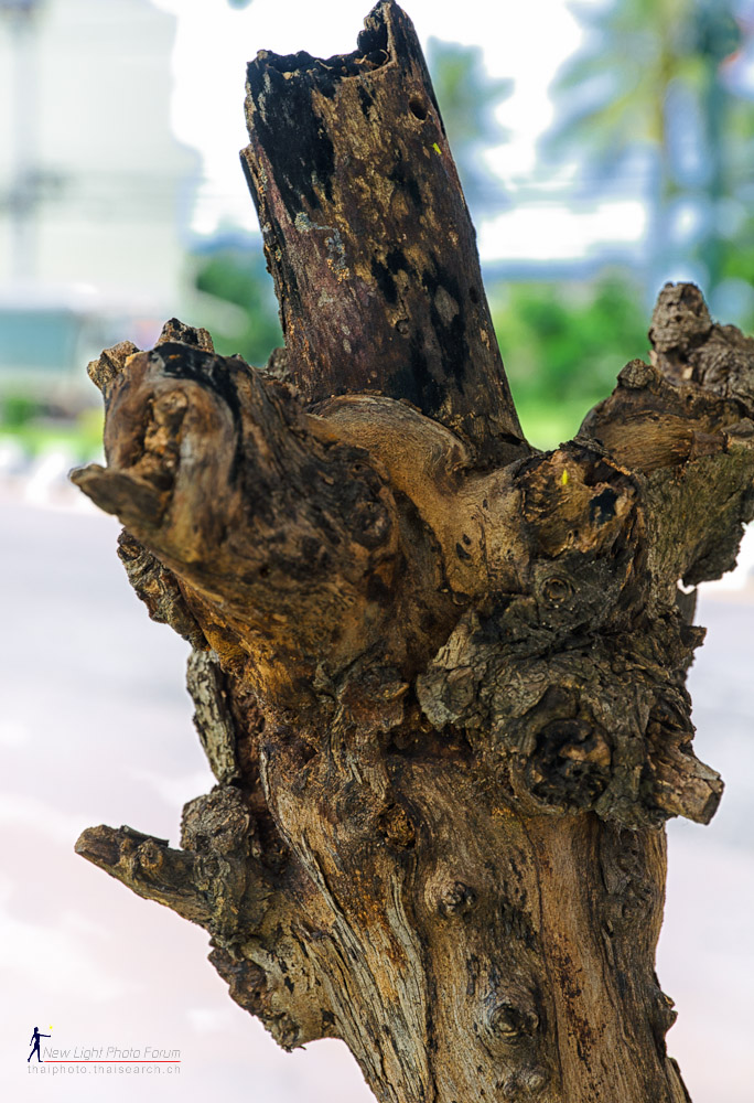 branch-1.jpg