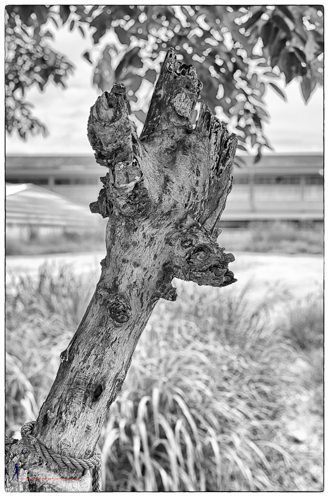 branch-2.jpg