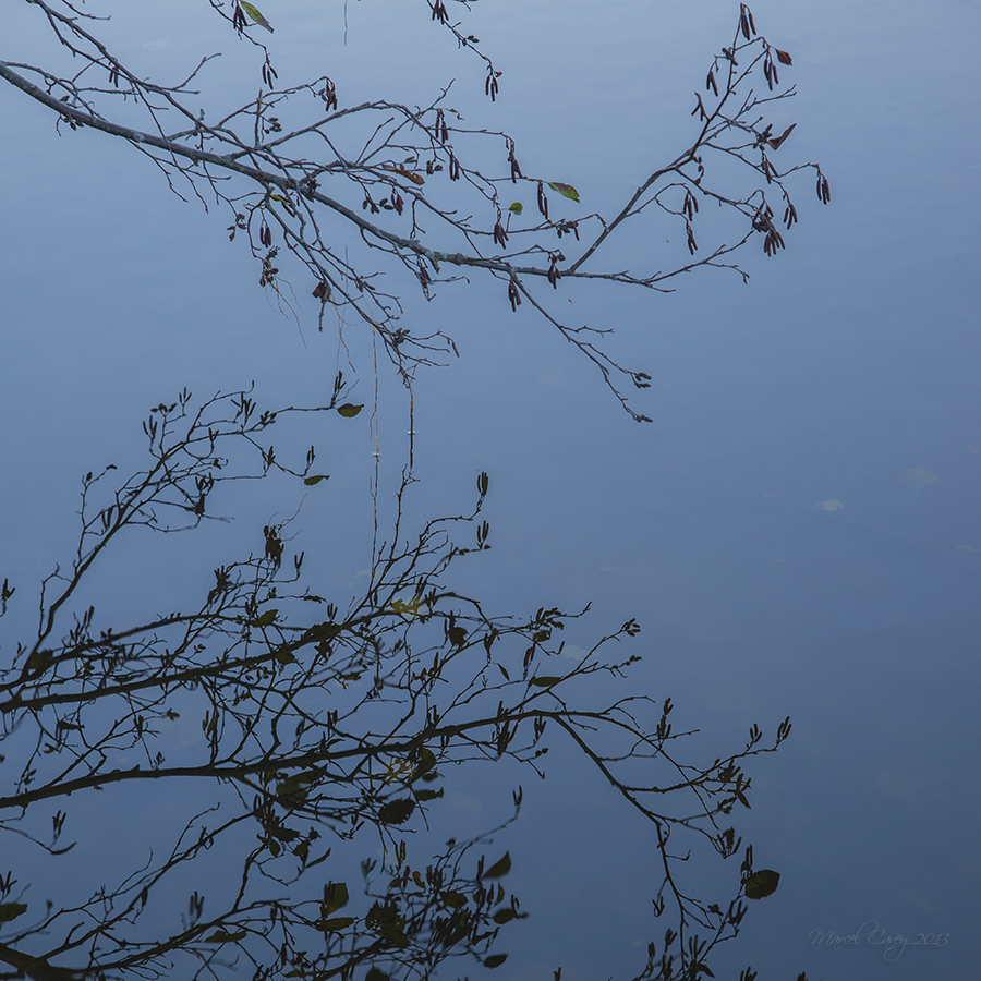 branch at dusk.jpg