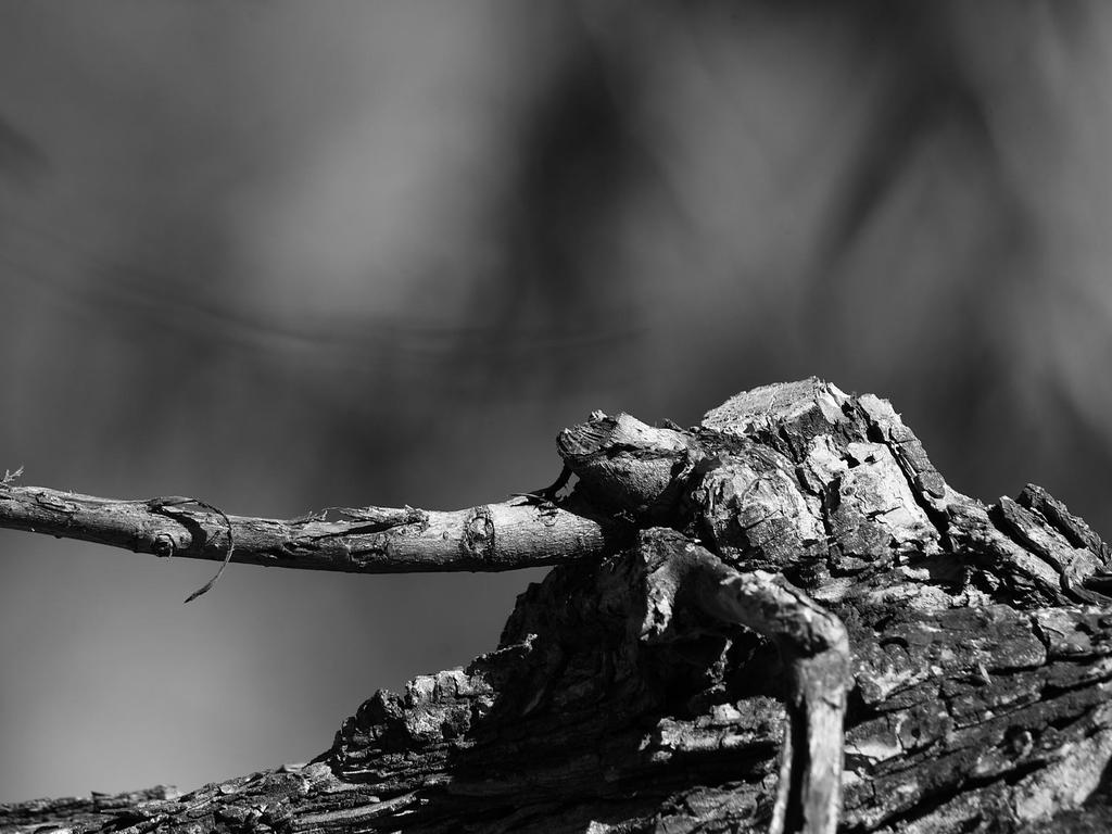 Branch.jpg