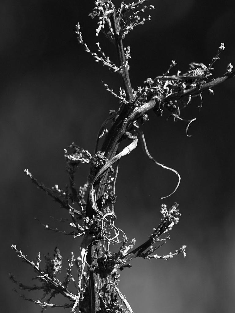 BranchBW.jpg