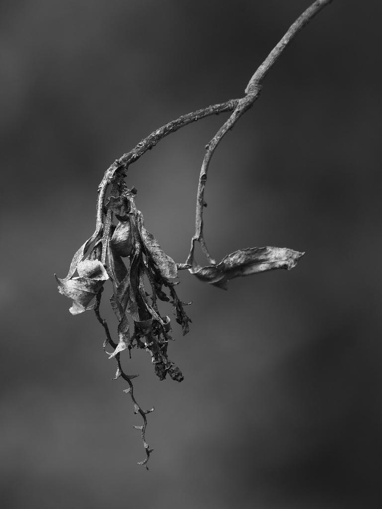 BranchBW.jpg
