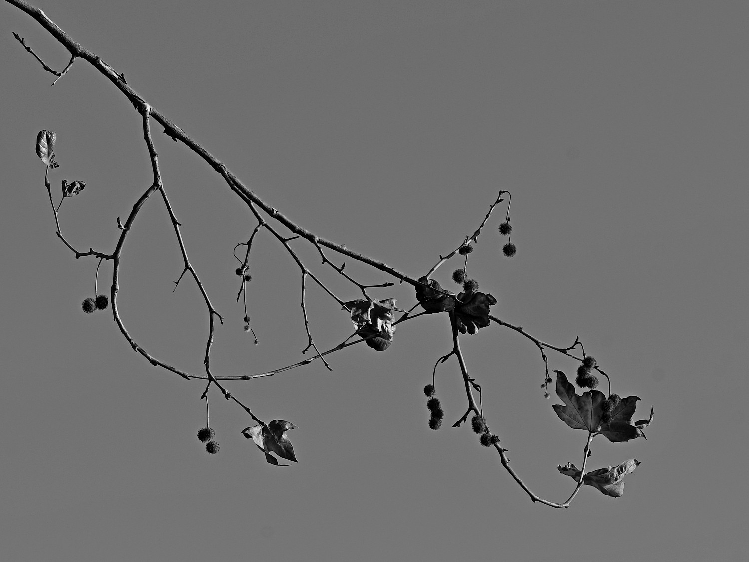 BranchBW.jpg