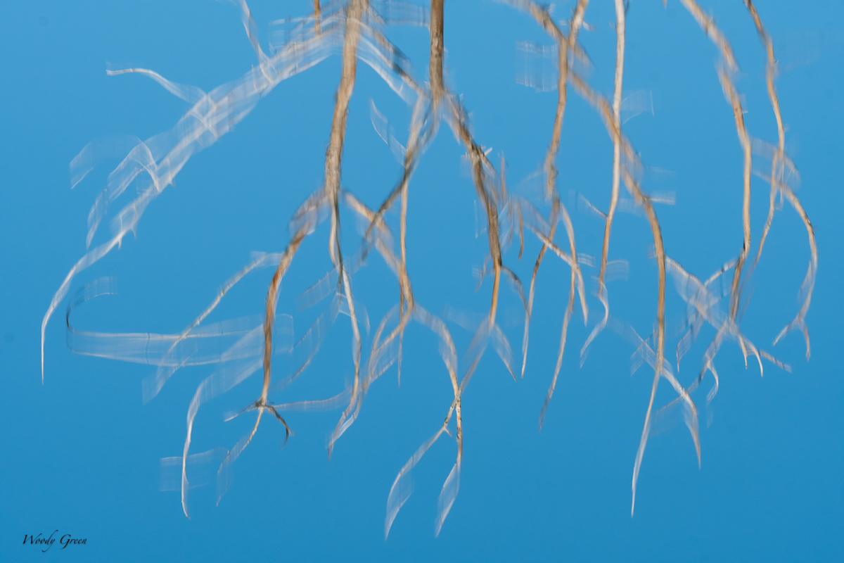 Branches-121.jpg