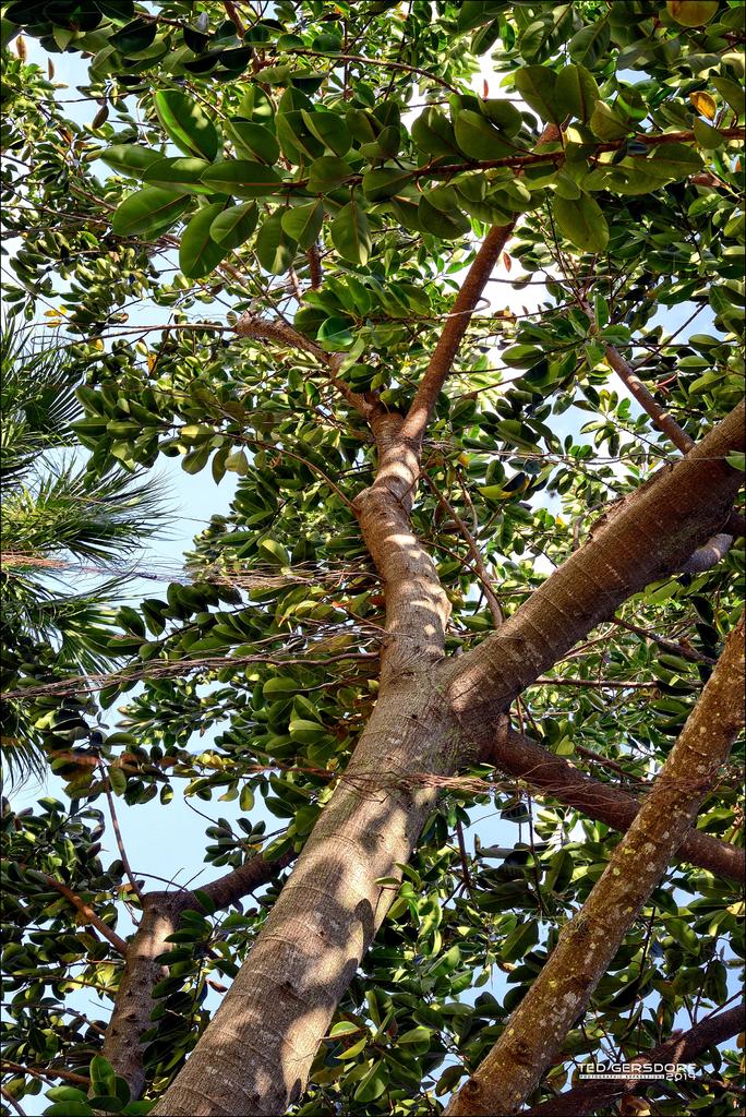 Branches.jpg