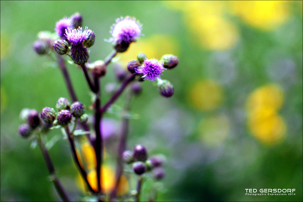 Brandy Wine Flowers 1.jpg