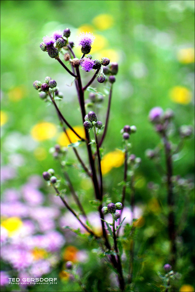 Brandy Wine Flowers 2.jpg