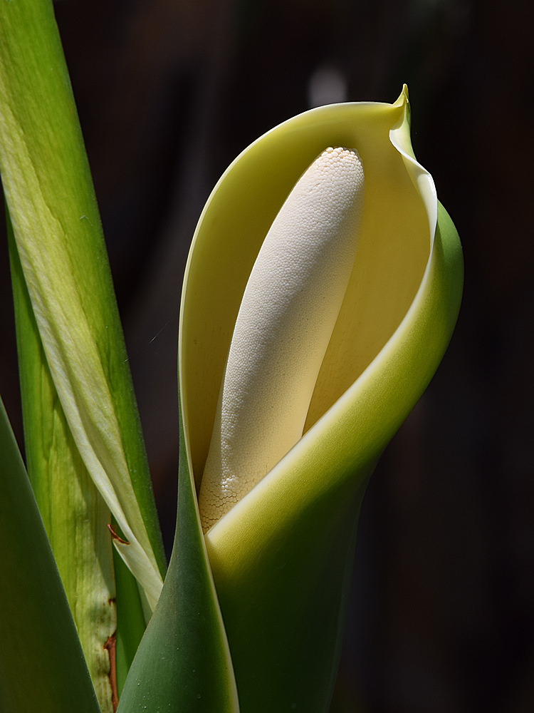 BrdOfParadise.jpg